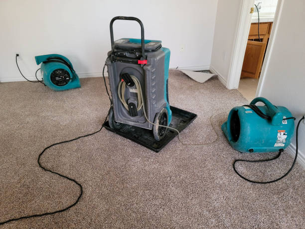 Best Mold removal after water damage  in Roanoke, IL