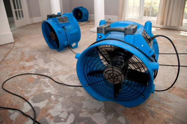 Best Mold removal after water damage  in Roanoke, IL
