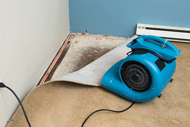 Best Professional water damage repair  in Roanoke, IL